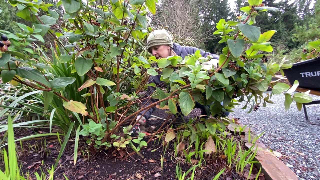 How to prune a Hypericum
