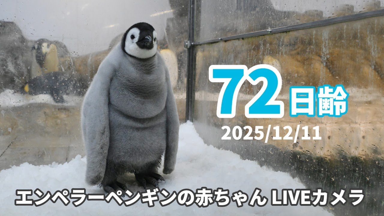 【アーカイブ】エンペラーペンギンの赤ちゃんライブカメラ（2025/12/11）
