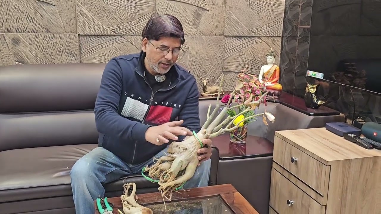 Adenium #desertrose #Care Tips dormancy period 