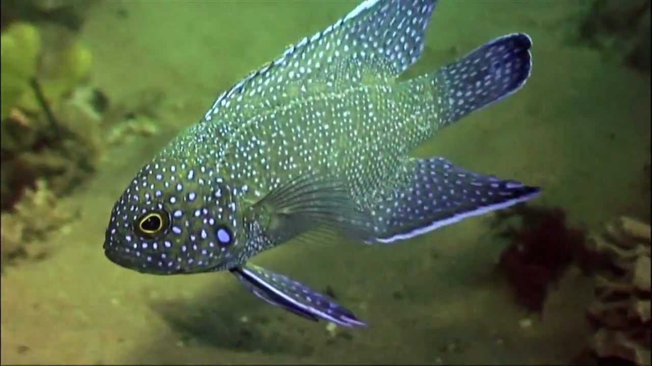 The Residents of Port Phillip Bay, Southern Blue Devilfish