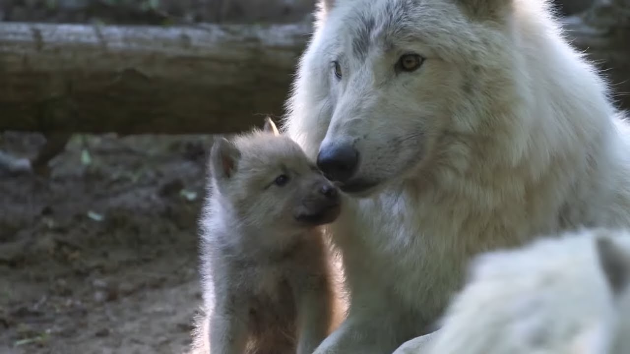 Nachwuchs in Schönbrunn: Die Wolf-Babys sind da! - krone.tv