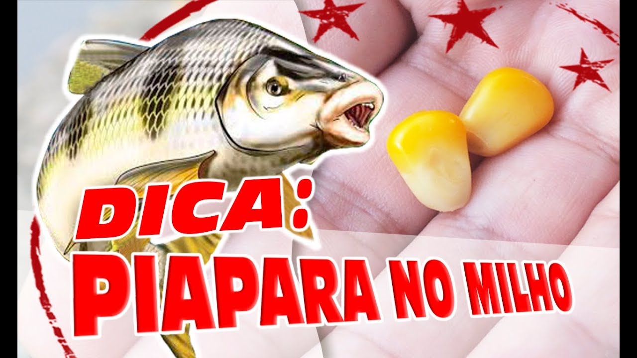COMO ISCAR CORRETAMENTE O MILHO - PIAPARAS DE BARRANCO