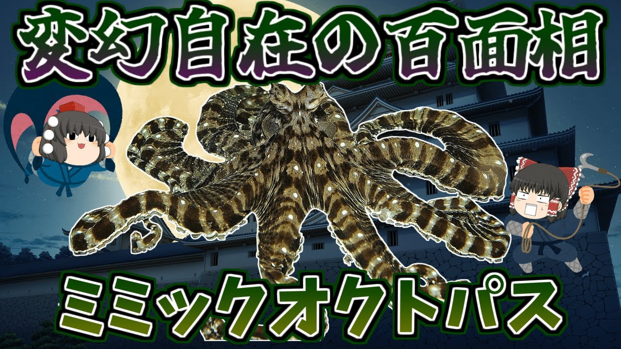 【ゆっくり解説】　モノマネの達人！ミミックオクトパス