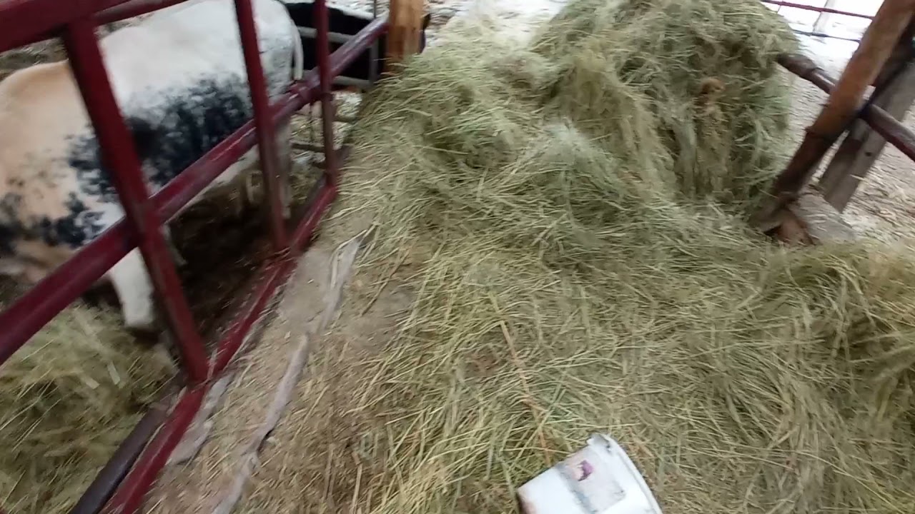 Codziennie obowiązki od rana do wieczora.