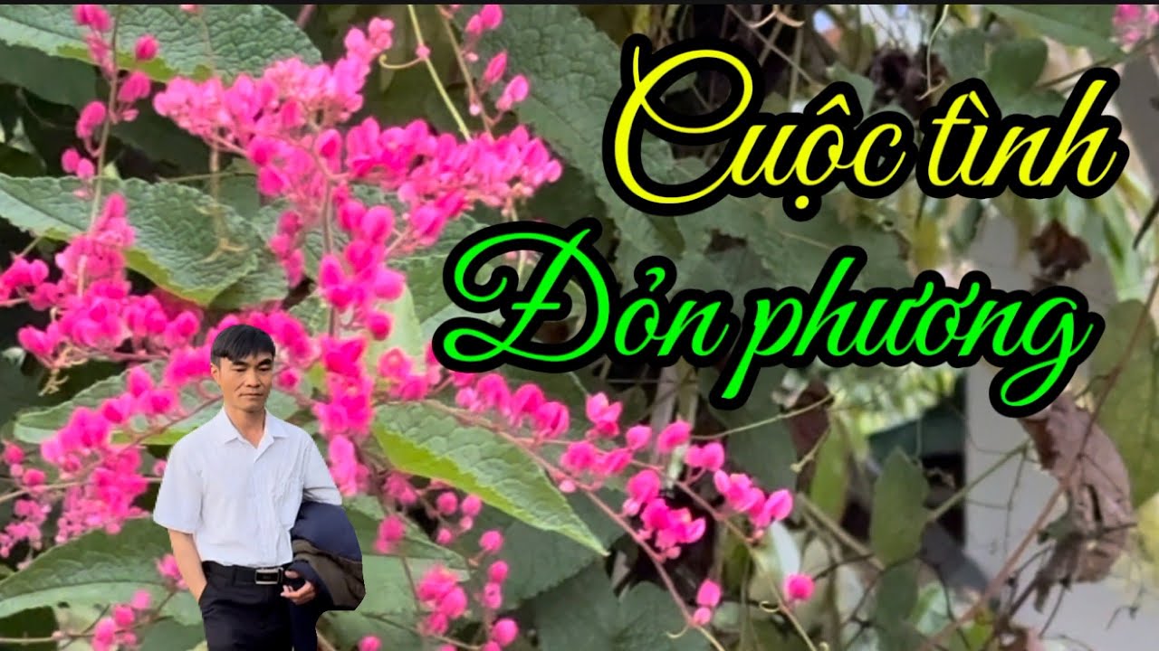 CUỘC TÌNH ĐỎN PHƯƠNG , TB ; NGUYÊN XUÂN THỰC HIỆN CA KHÚC 