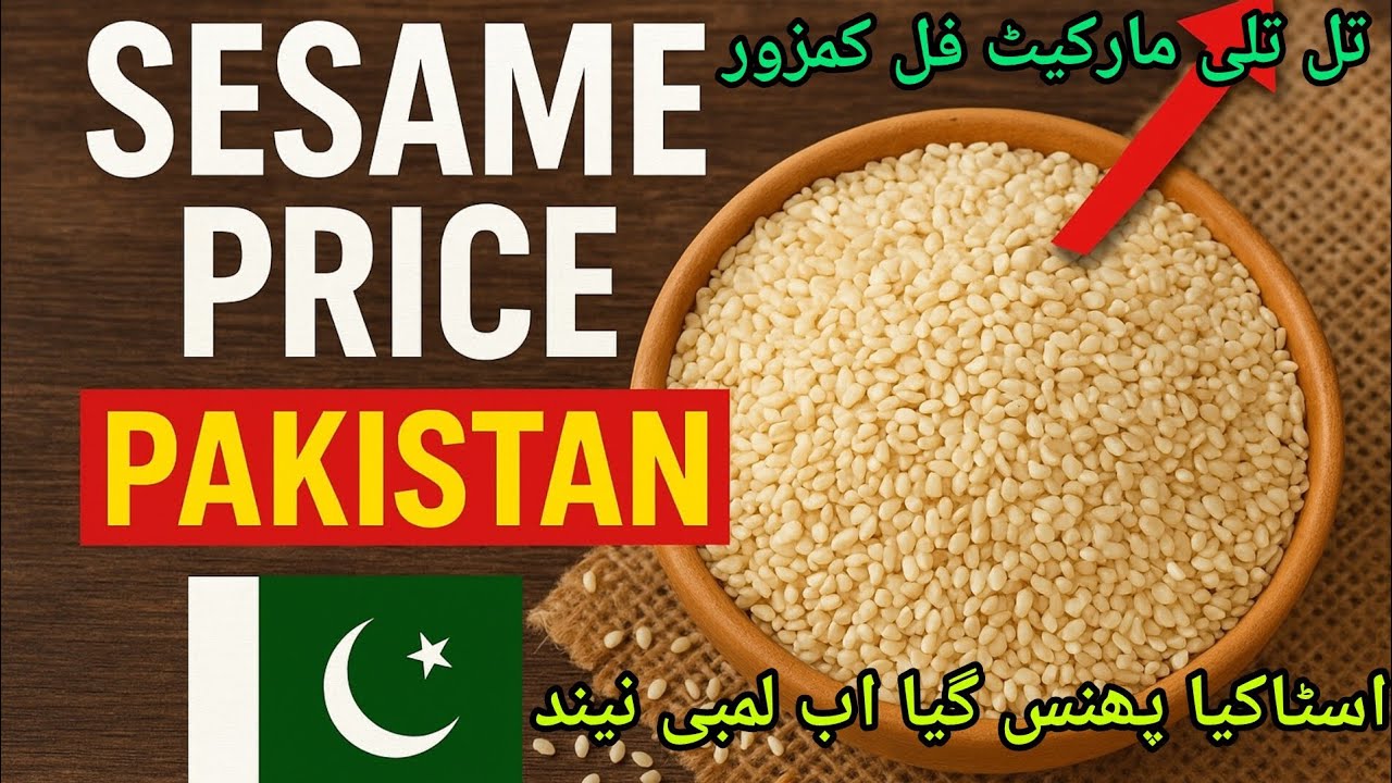 Sesame price today // sesame rate mandi// till price Pakistan 2025