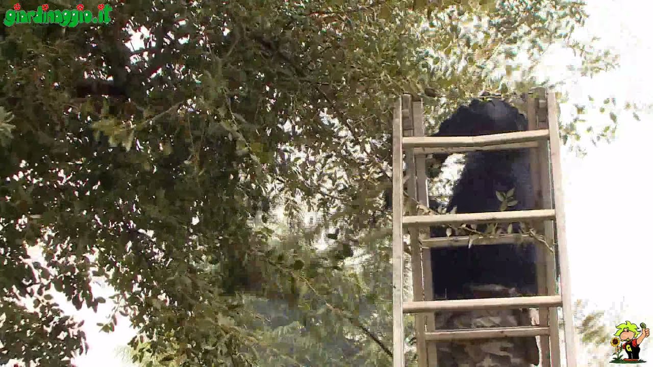 Coltivazione delle piante