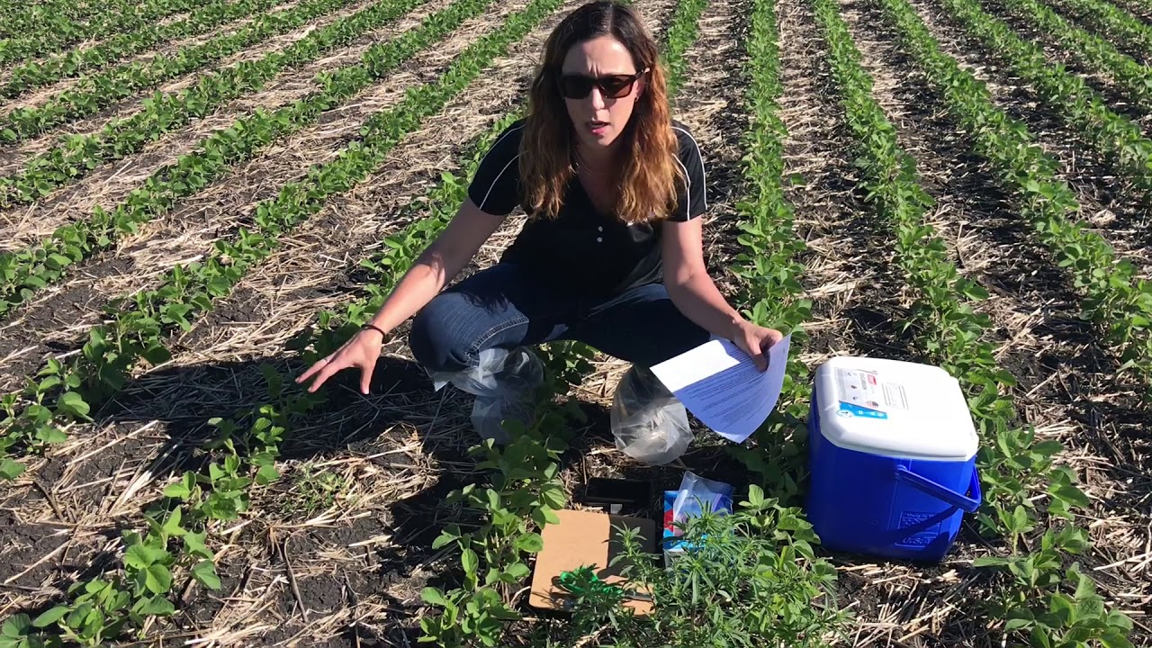 Sampling to Test for Glyphosate-Resistant Kochia