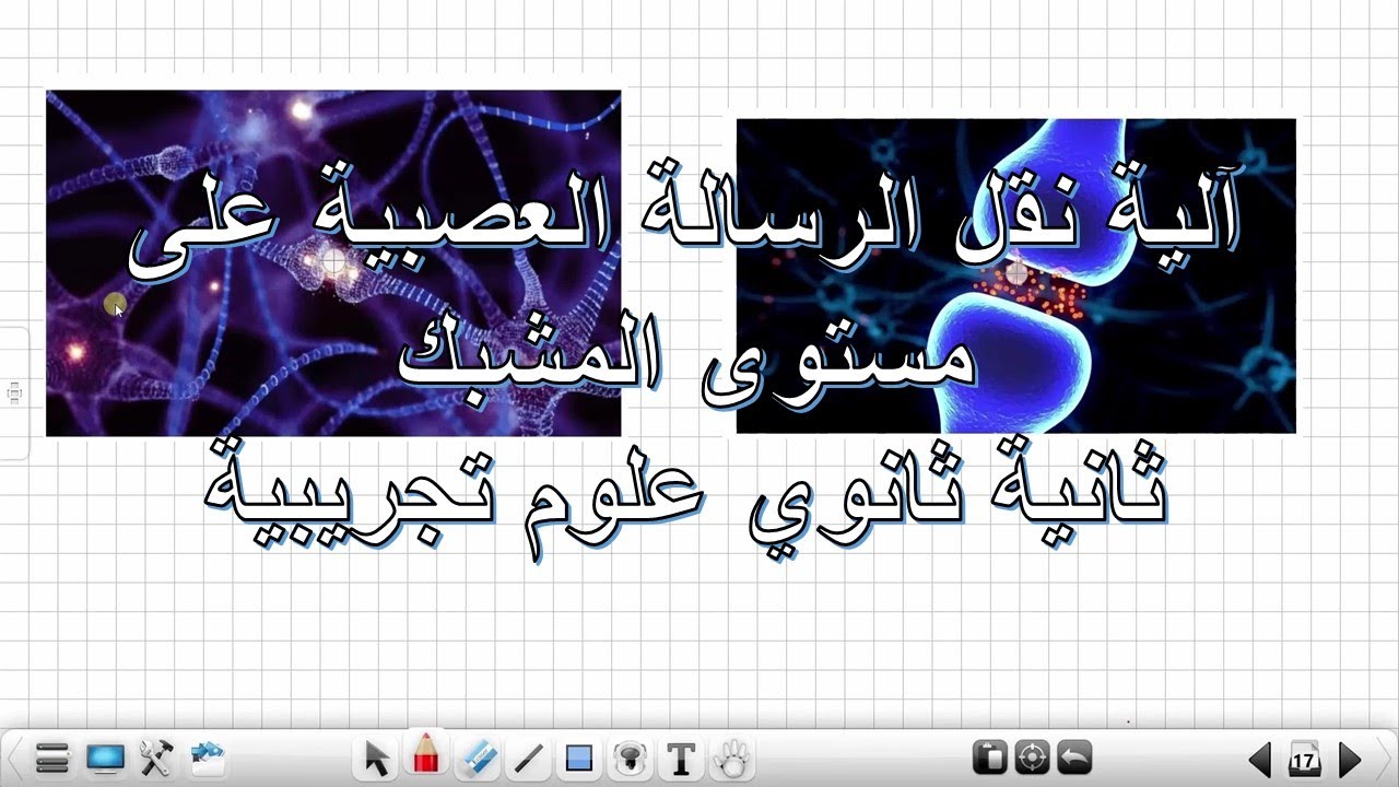 درس 4:آلية انتقال الرسالة العصبية على مستوى المشبك علوم طبيعية ثانية ثانوي علوم تجريبية
