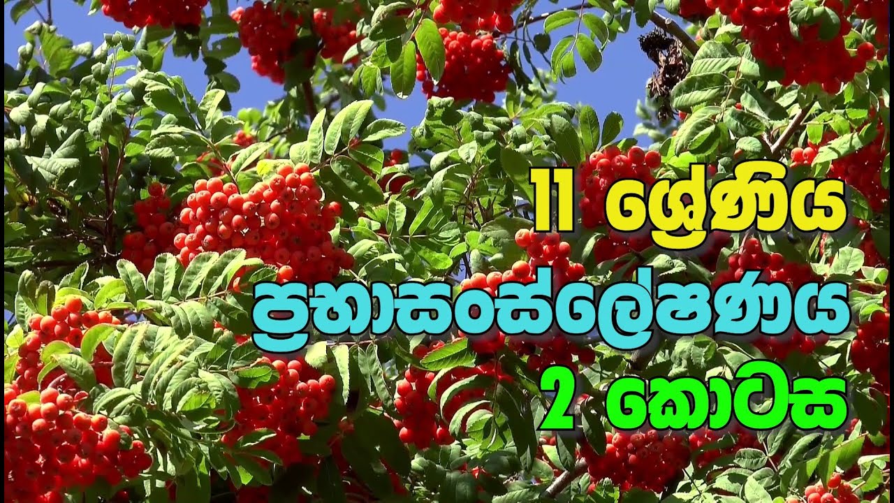 O/L Science Sinhala | Grade 11 Science Unit 02 Part 2 | 11 වසර විද්&zwj;යාව 02 පාඩම | ප්&zwj;රභාසංස්ලේෂණය