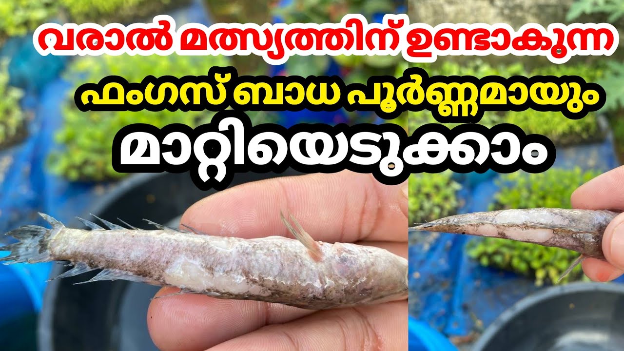 വരാൽ കൃഷിയിൽ ഉണ്ടാകുന്ന നഷ്ടമാണ് ഫംഗസ് ബാധ അതി ഇല്ലാതാക്കാൻ ഒരു എളുപ്പവഴി,|fungus murral fish