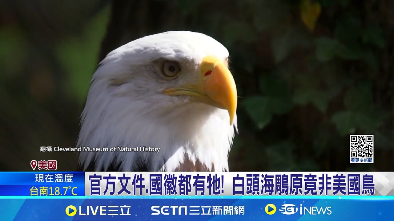 官方文件.國徽都有牠! 白頭海鵰原竟非美國鳥 248年才認證! 白頭海鵰正式獲封