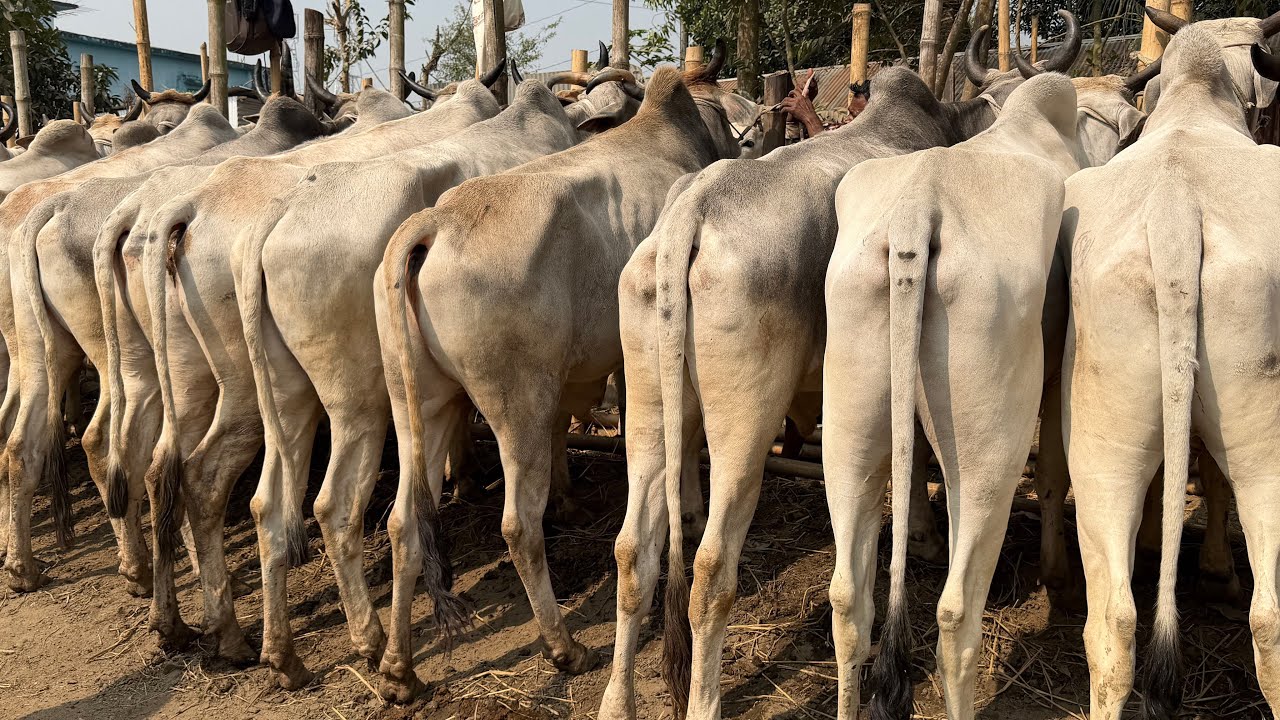 ২০২৬ কোরবানি উপযোগী বলদ গরুর দাম জানুন কুমিল্লার ঘাড়মোড়া বাজার থেকে। 