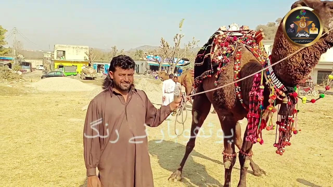 Camel festival in dadyal Azad Kashmir