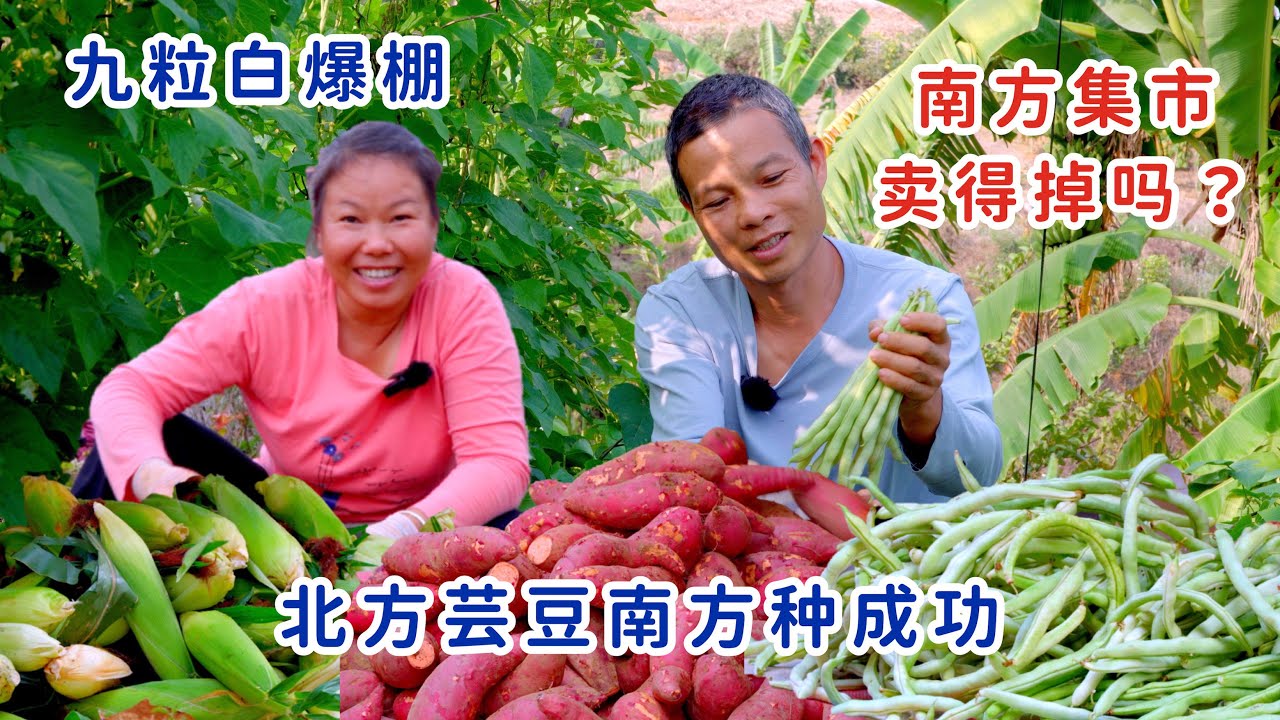 九粒白爆棚，北方芸豆南方试种成功，农村集市摆摊，卖得掉吗？结果很意外