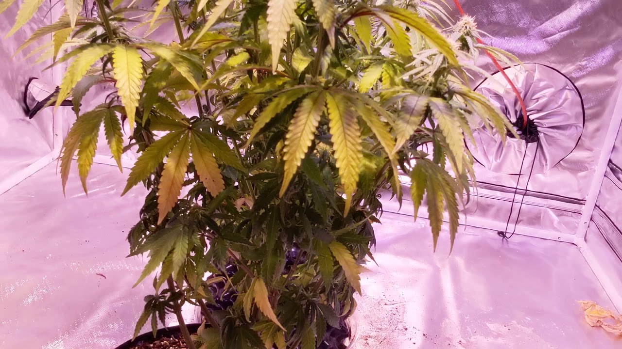 Cinderella99 5x10 grow tent. Hipargero 800watt led
