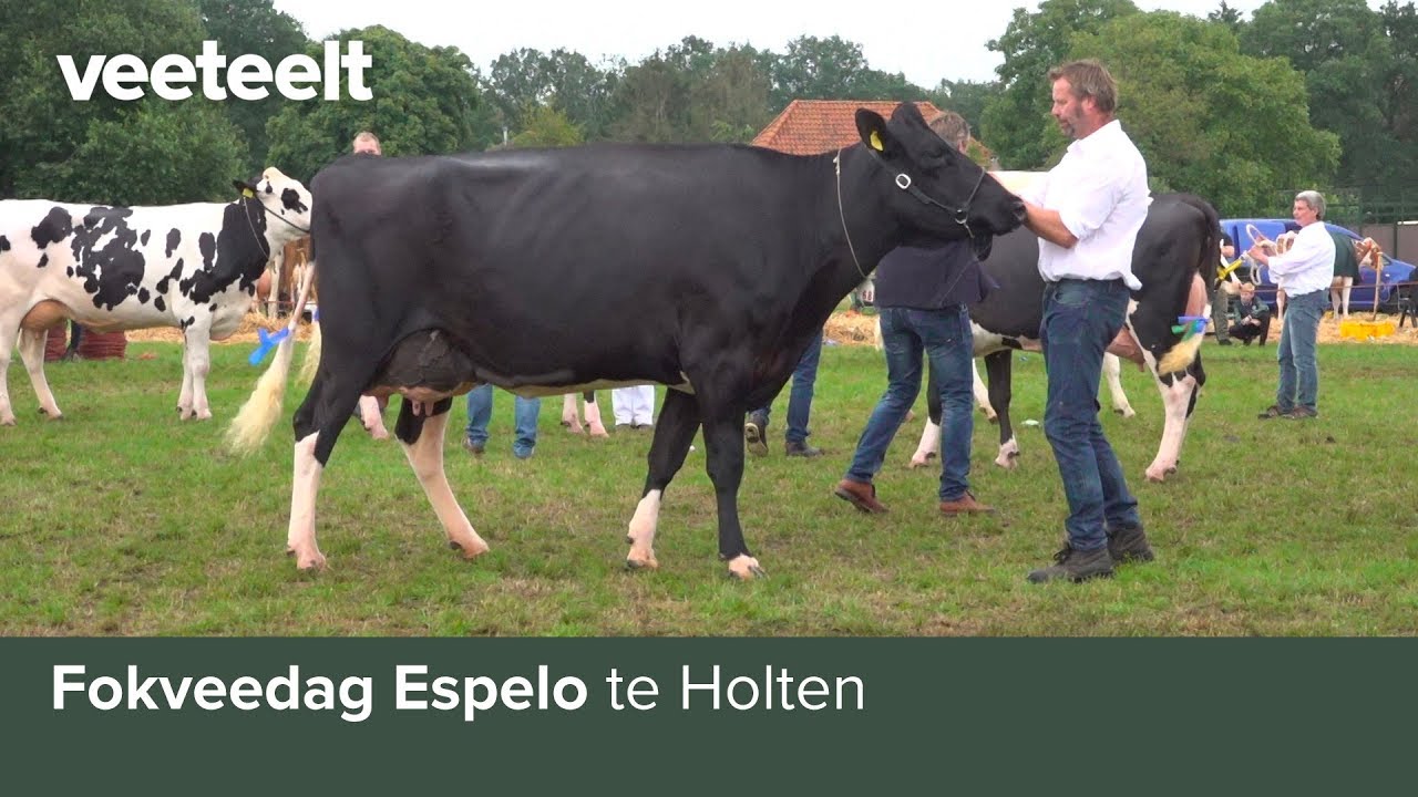 Fokveedag Espelo te Holten