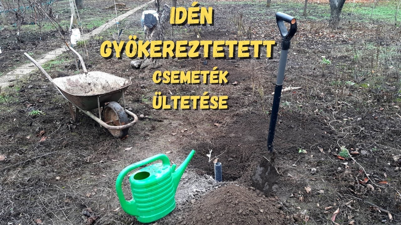 2025 tavaszán gyökereztetett szőlők vizsgálása, kiültetése.