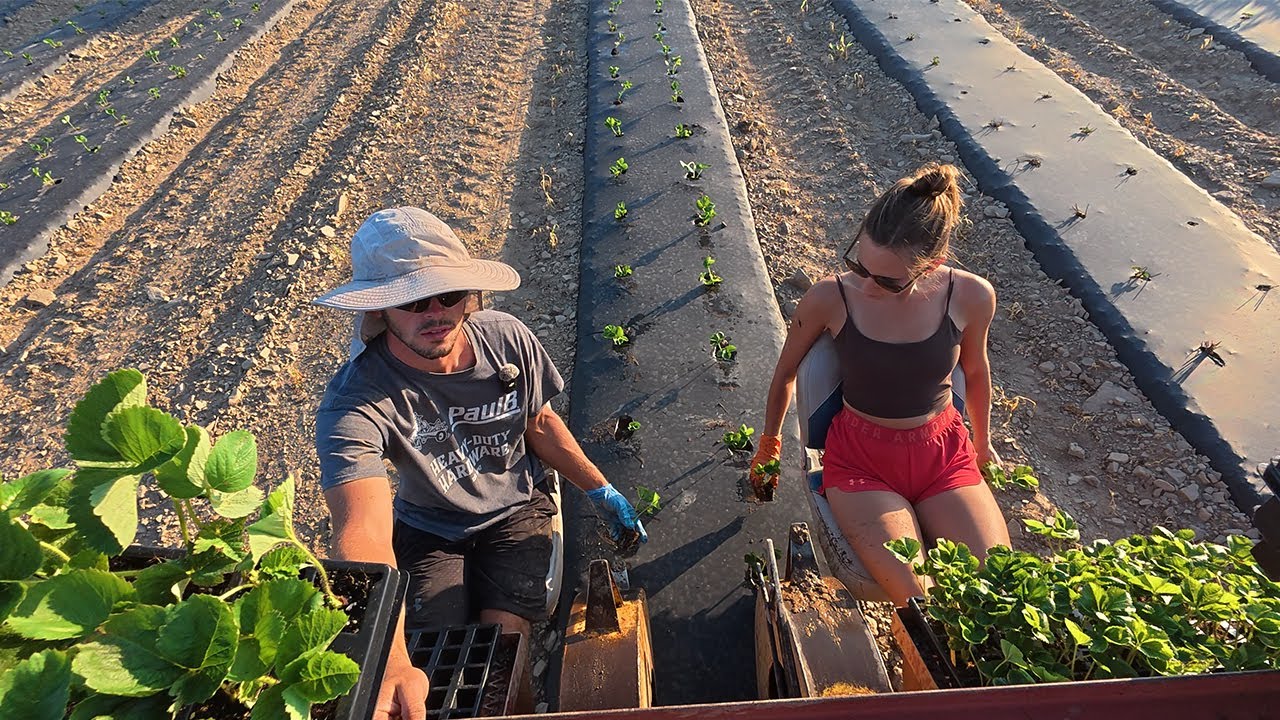 Will The Strawberries Survive? The BIGGEST Planting This Year!