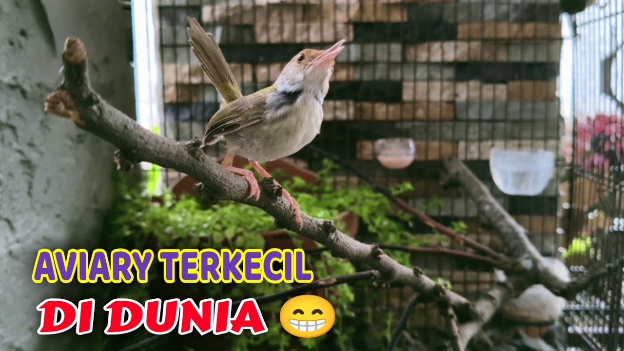 aviary terkecil di dunia 😁 