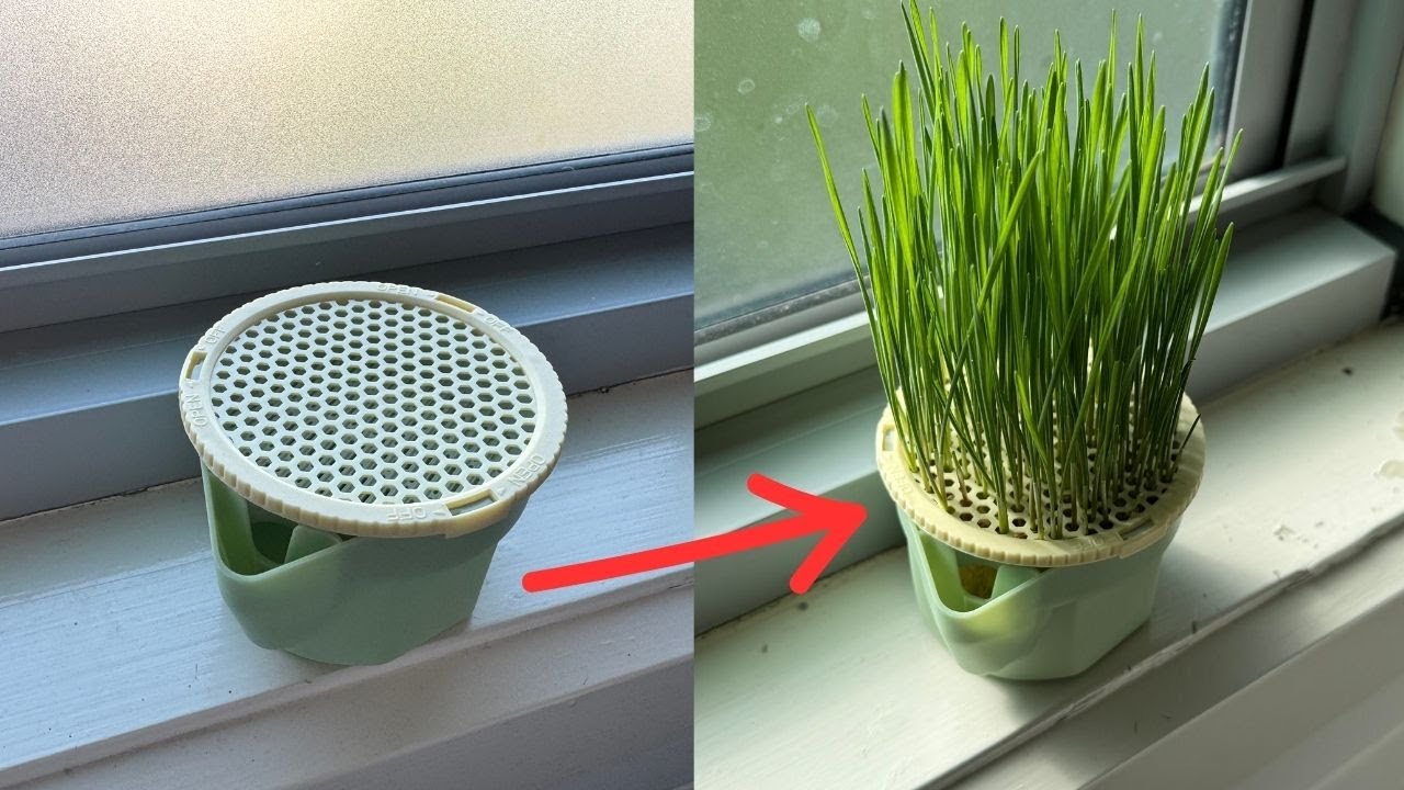 Cat Grass seed growing pot