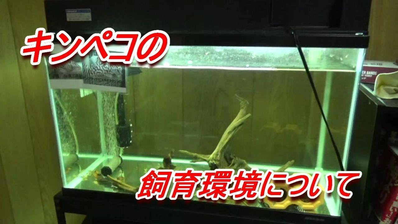 キンペコの飼育環境～AquariumLIFE