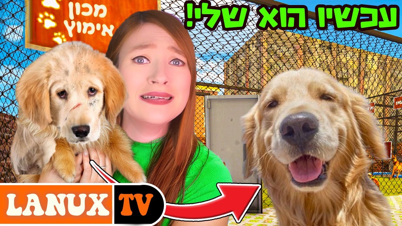 נאלצתי לאמץ 10 כלבים... עכשיו המטרה: למסור את כולם!  - Animal_Shelter