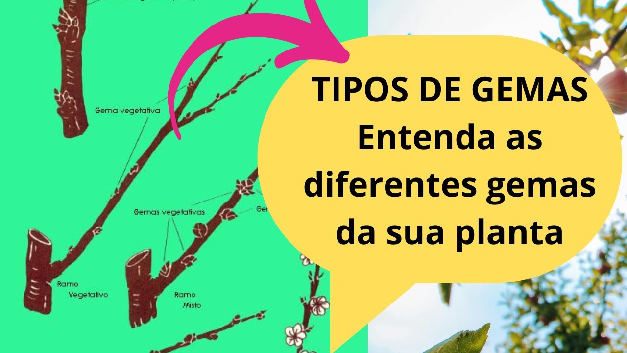 TIPOS DE GEMAS de frutifica&ccedil;&atilde;o Entenda as diferentes gemas da sua planta