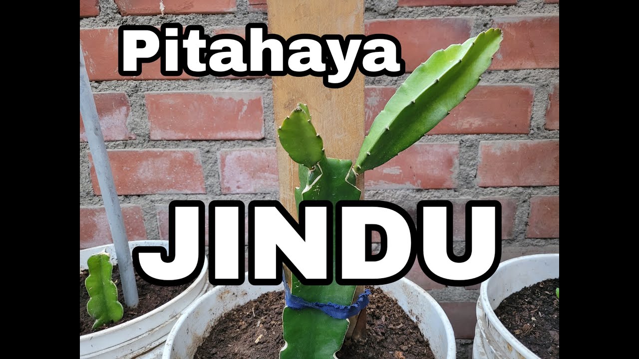 PITAHAYA JINDU (variedad con aroma a rosas).