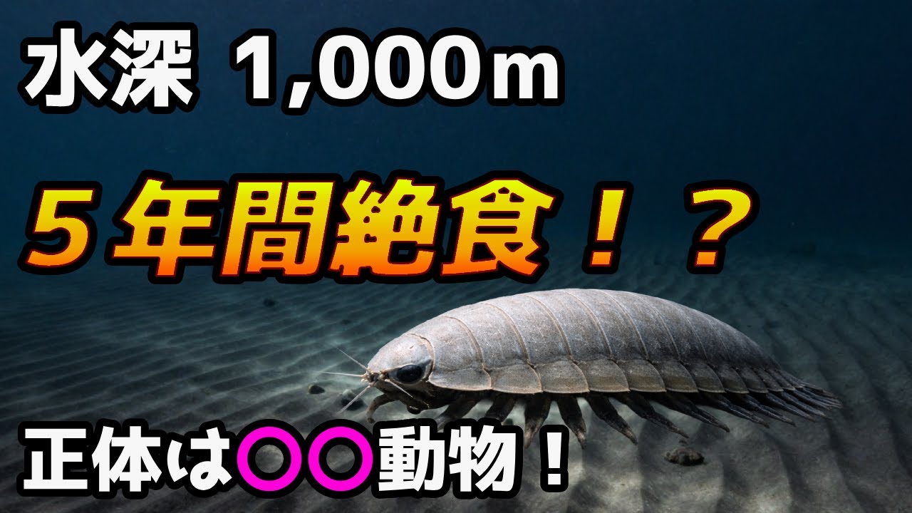 【衝撃】5年間なにも食べない！？ダイオウグソクムシの正体がヤバすぎた…