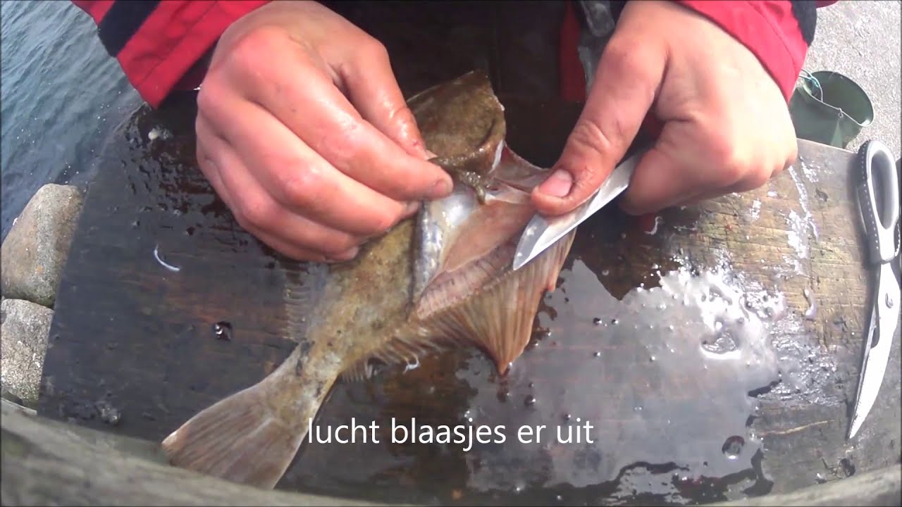 platvis schoon maken stap  voor stap.