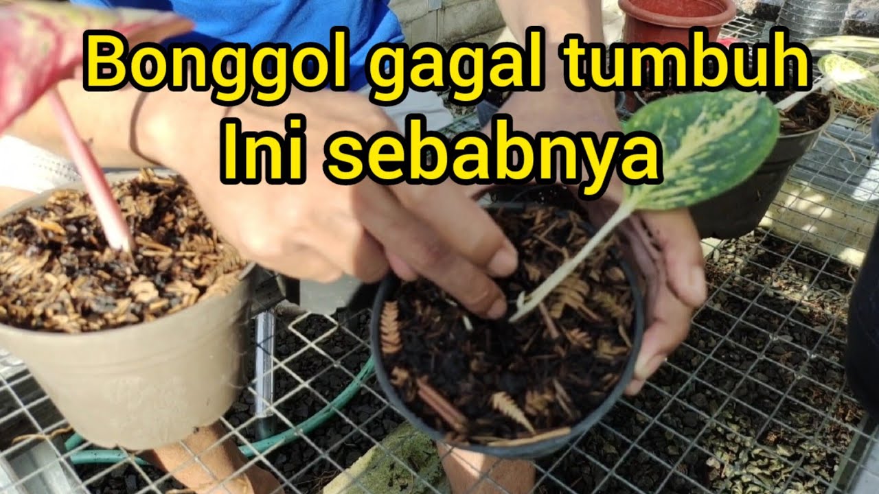 Kesalahan menanam bonggol bagi pemula #aglonema #aglaonema #semiaglao #aglo