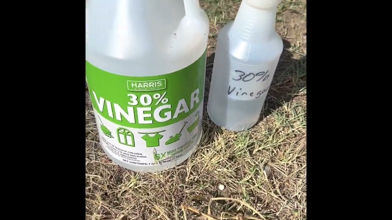 30% Vinegar Concentrate🌿Weed Killer👀💥Harris Products Group TEST/REVIEW Wow! Really works for me!