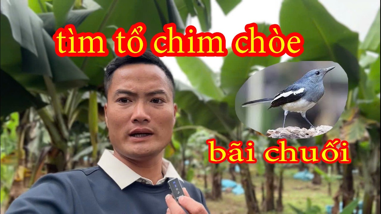 Thử tìm tổ chim ở vườn chuối tại nhà