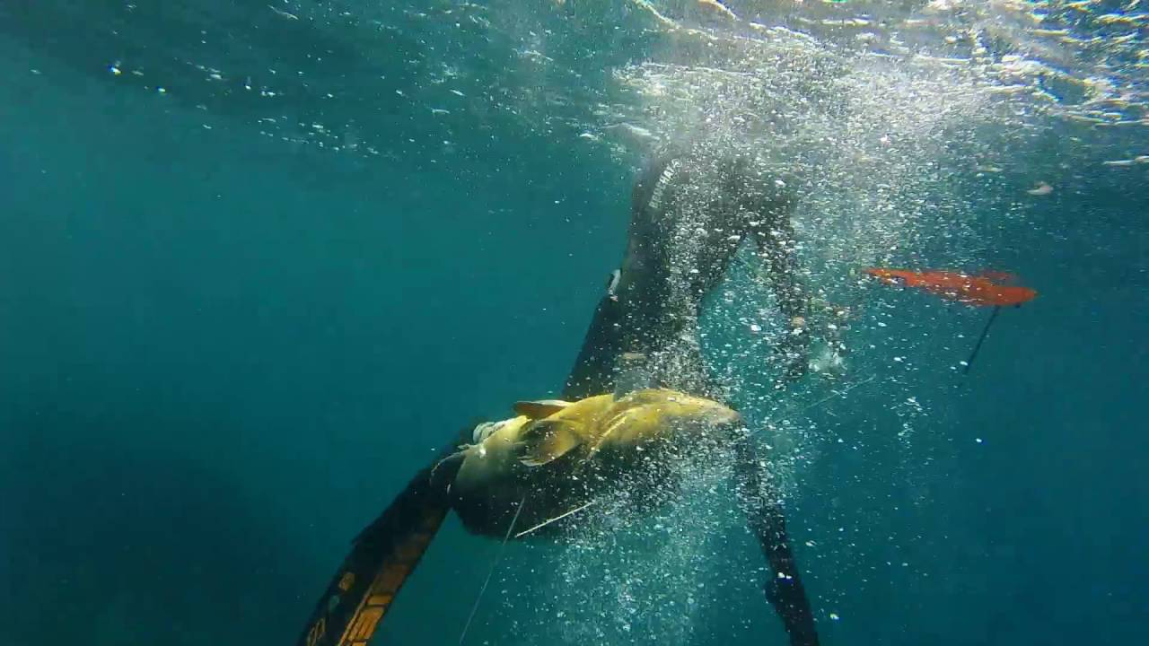 chasse sou marine algerie 2016 achab sidahmed le merou de mourad