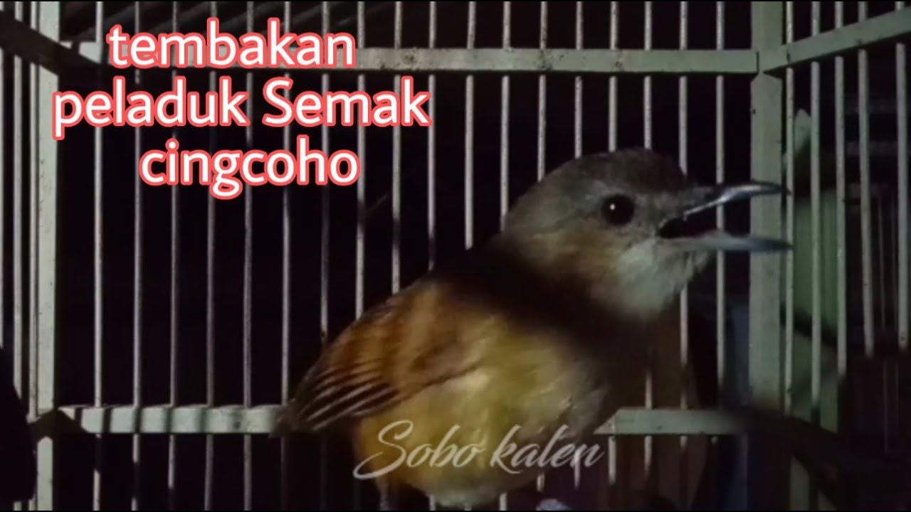 Peladuk Semak gacor full ngebrem./cingcoho salakan