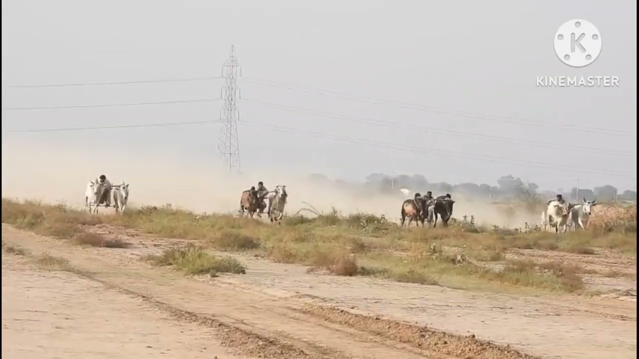 15/10/2025سالانہ میلہ بابا بھوری شاہ سرکار آل پاکستان اوپن بیل گاڑی ریس گراؤنڈ 299 والاراؤنڈ فائنل
