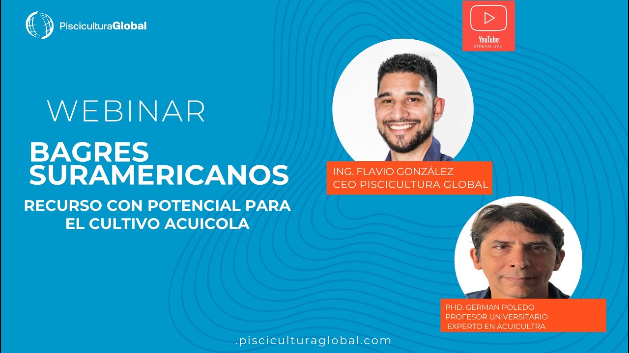 BAGRES SUDAMERICANOS - PORTENCIAL PARA LA ACUICULTURA.