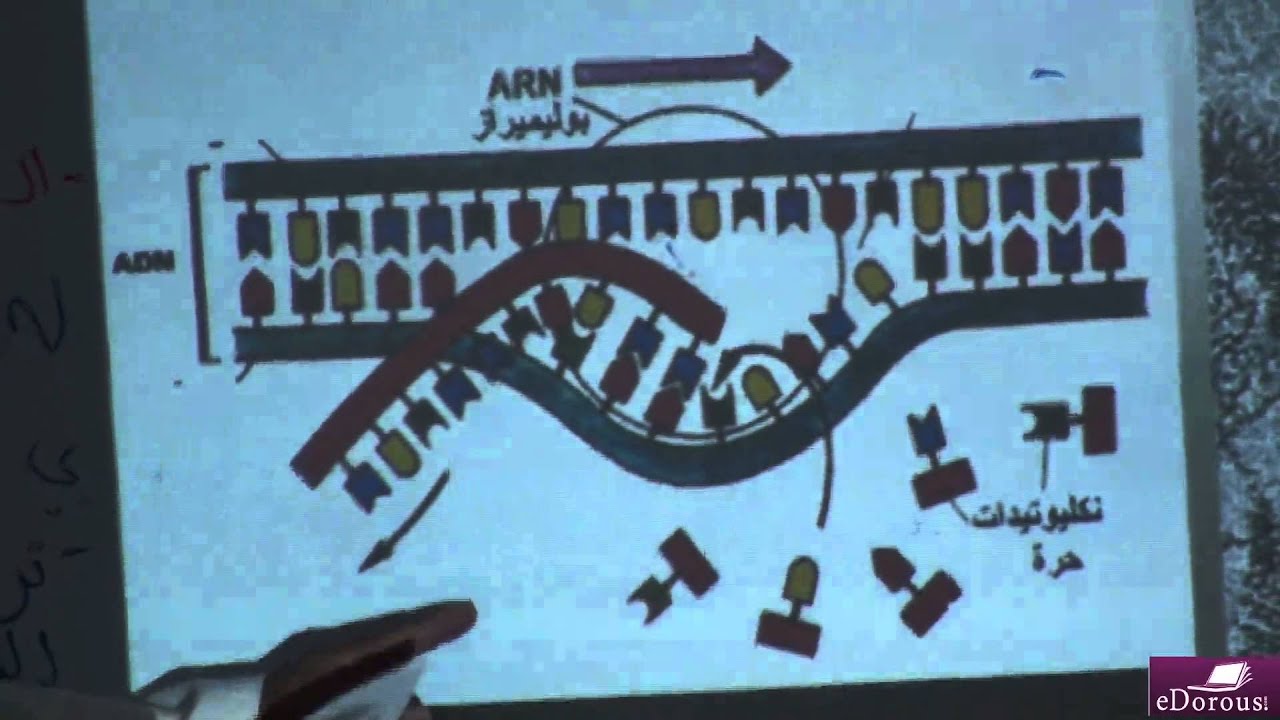 Yahya Guarni- sp- l1- p3  ذ . يحيى قرني ـ ARNm النسخ الجزئي ل