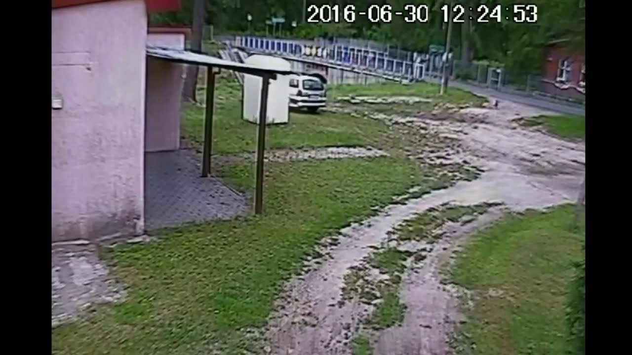 Dog Saving Owner's Hens From the Attack of a Fox