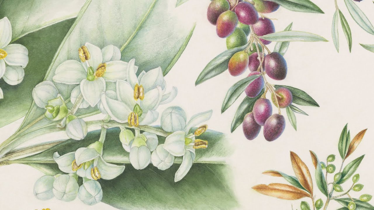 Olives |Olea europaea | Olea oleaster| Plants of the Qur&rsquo;ān