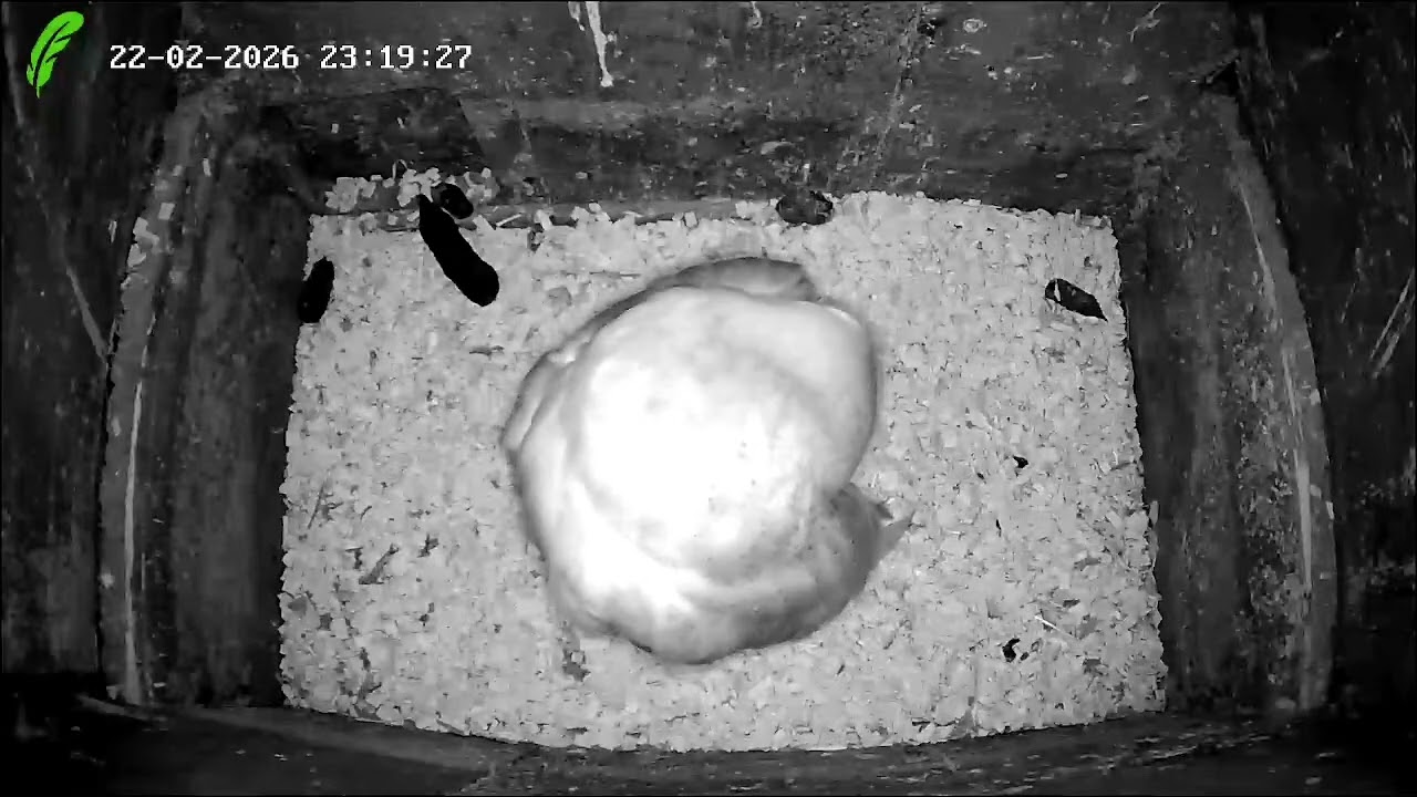 Barn Owl Next Box - Live Stream - Overnight 22nd Feb