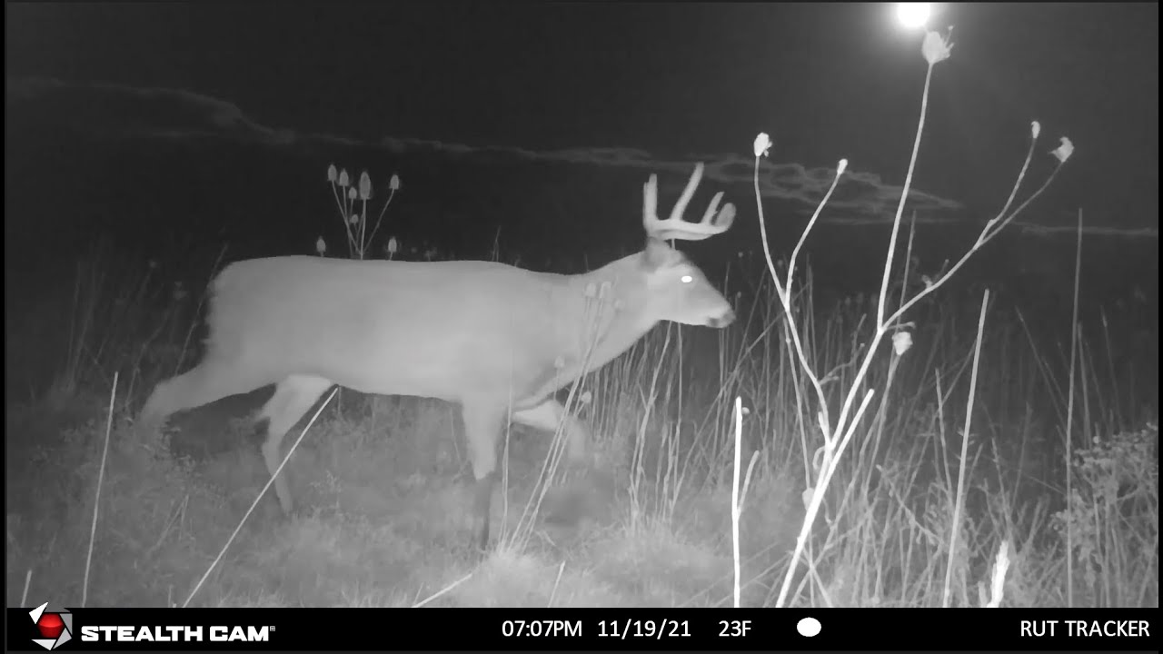 Rut Tracker: Tracking The Whitetail Rut: December 2021