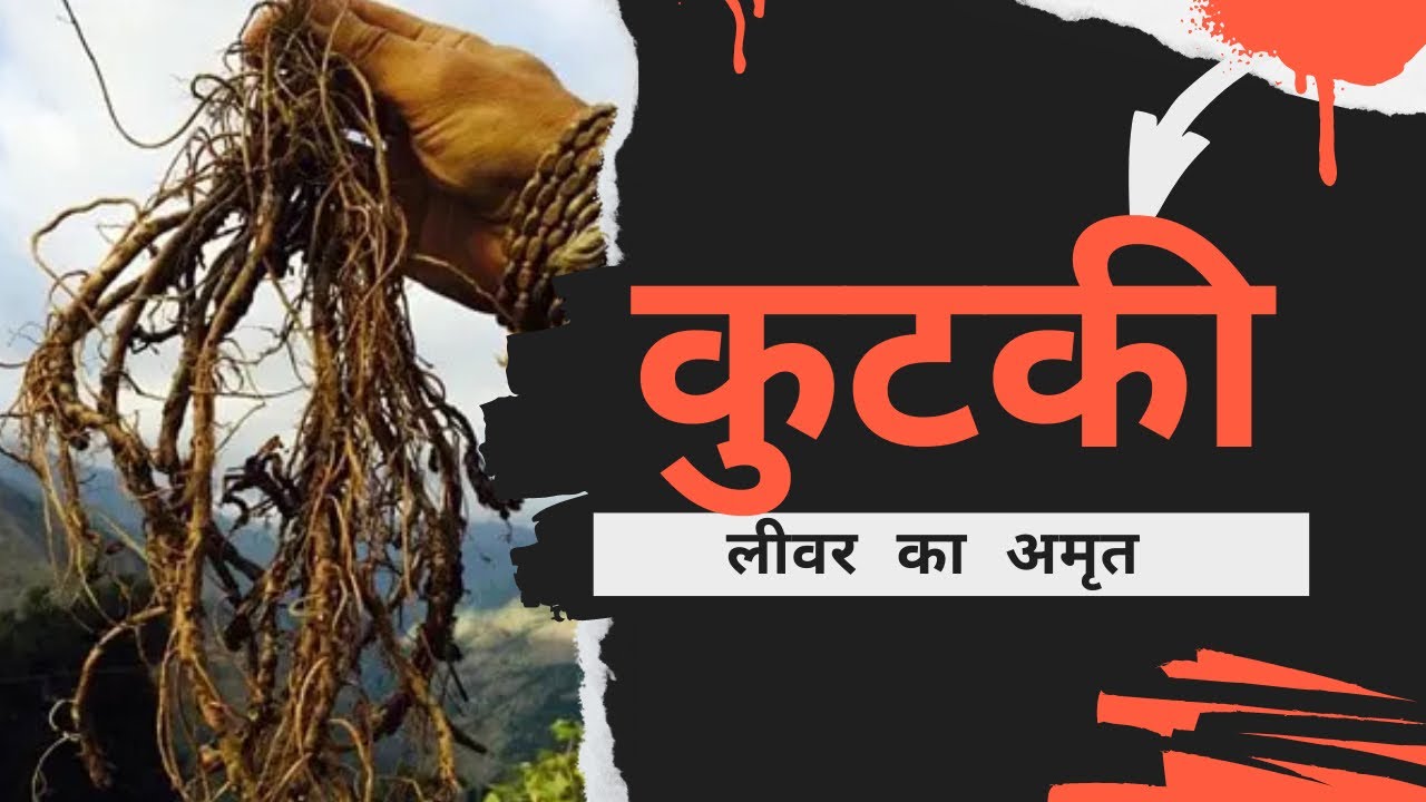 कुटकी-लिवर के लिए अमृत..Liver Detoxifier,Fatty Liver￼
