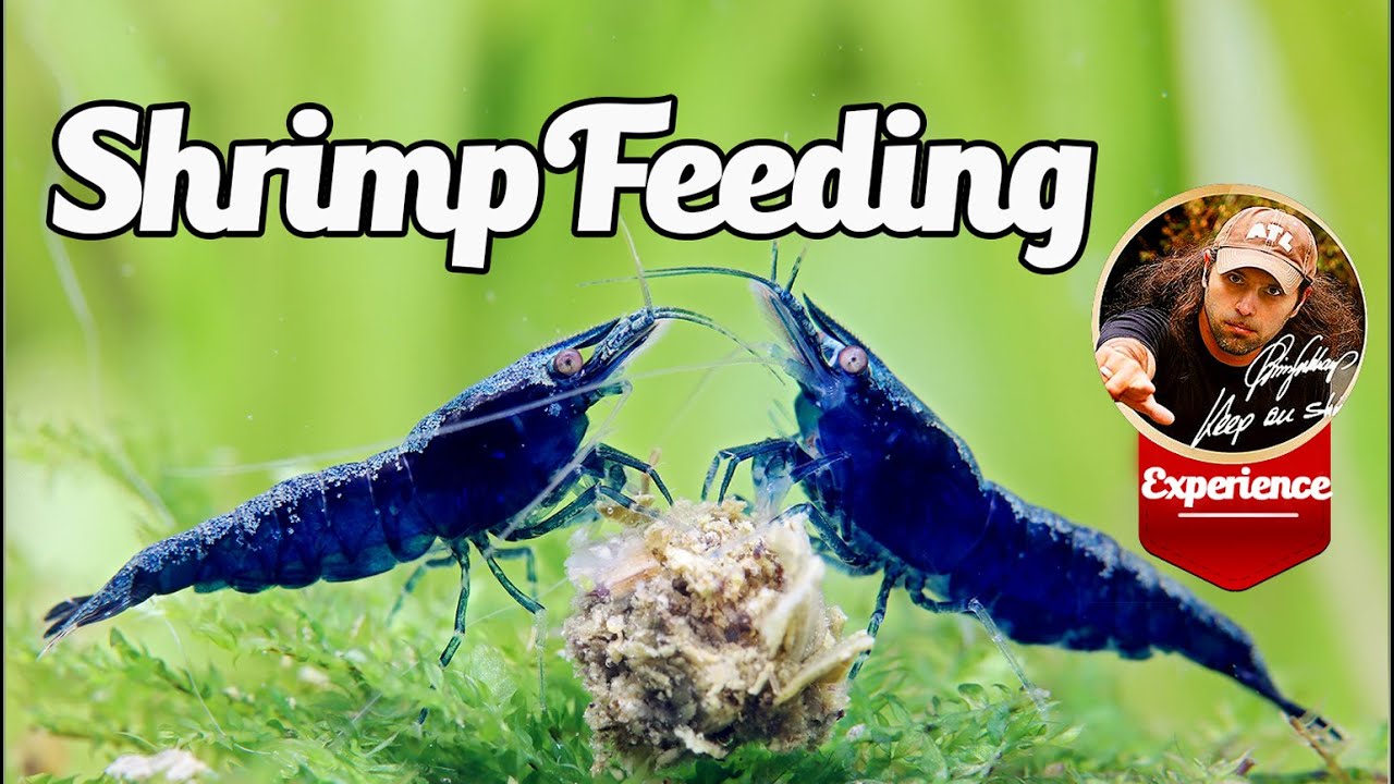 Shrimp Feeding - Dwarf Shrimp / Caridina / Neocaridina