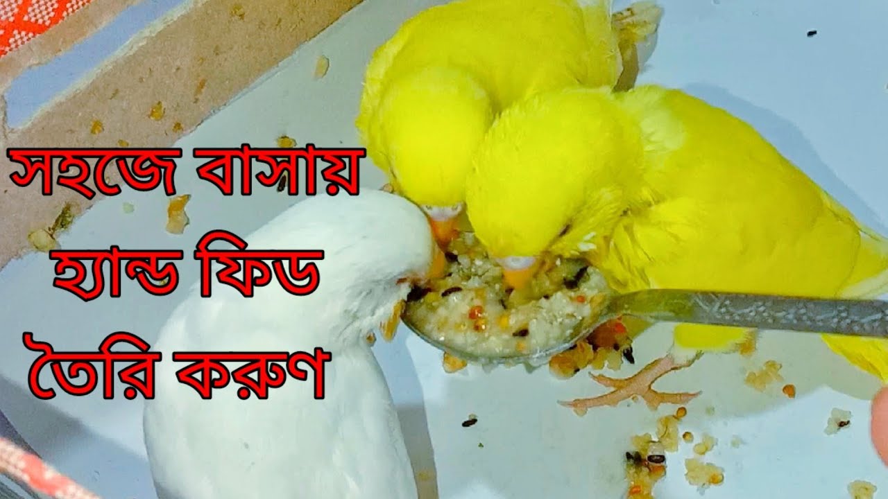 কিভাবে পাখির বাচ্চাকে হ্যান্ড ফিডিং করাবেন?Homemade Hand Feeding Formula for Birds.