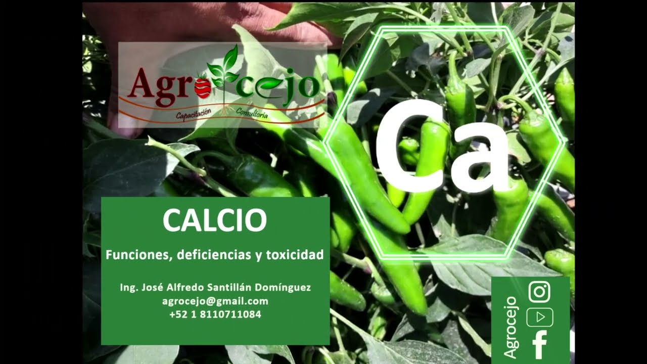 𝐄𝐥 𝐂𝐚𝐥𝐜𝐢𝐨 𝐞𝐧 𝐥𝐚𝐬 𝐩𝐥𝐚𝐧𝐭𝐚𝐬