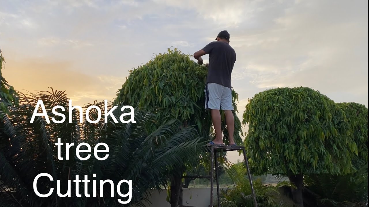Ashoka tree trimming style ashoka tree ki cutting kaise kare