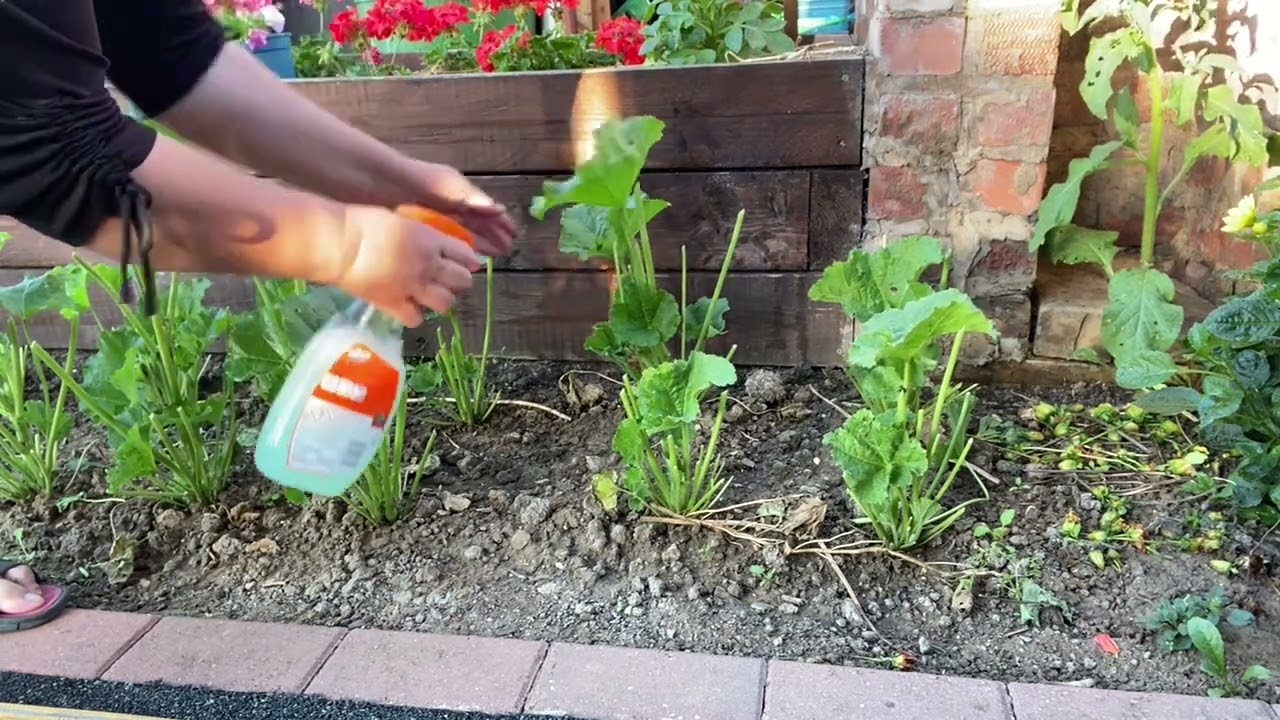 MAKING FUNGICIDE FOR HOLLYHOCK RUST/ SPRAYING IT TO THE PLANTS