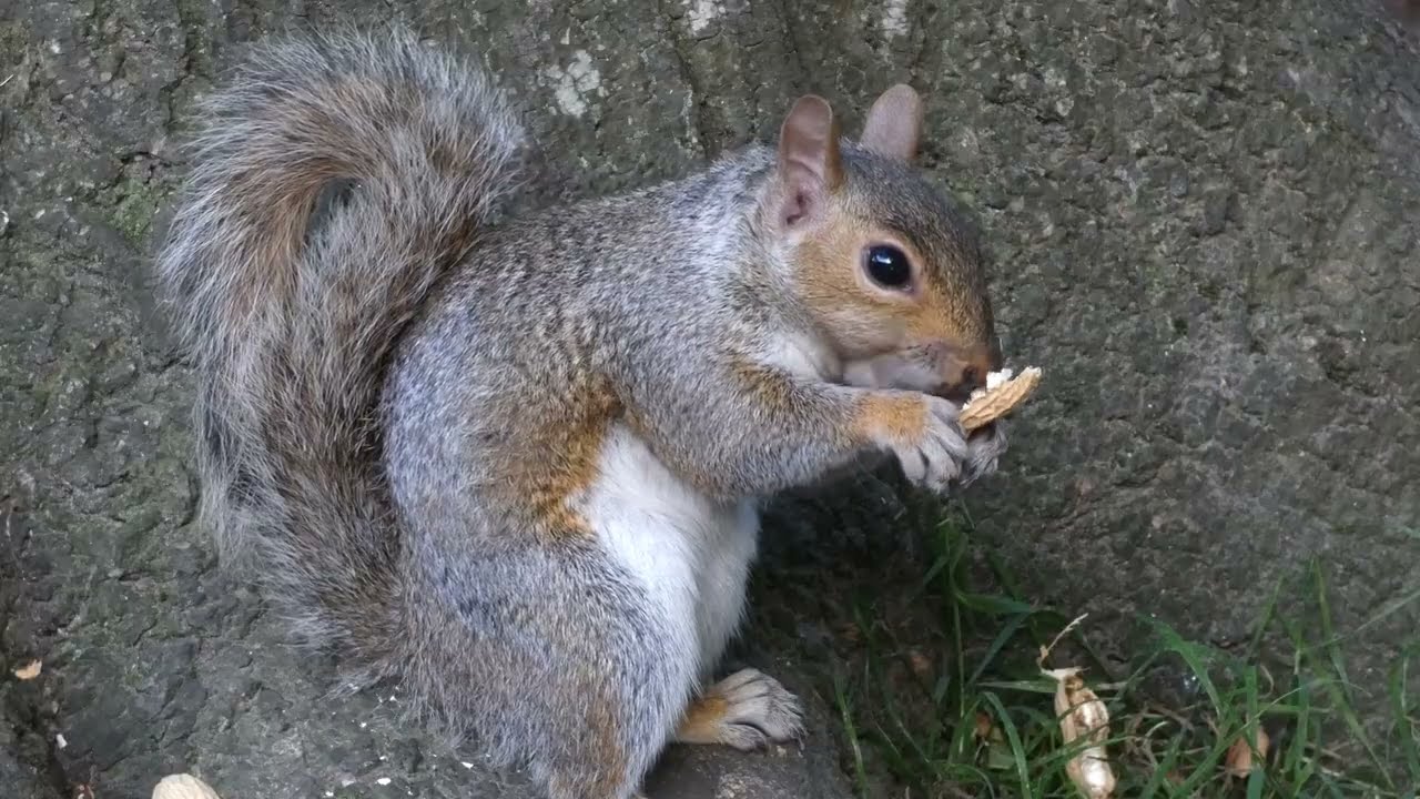 Squirrels! Edited highlights : 8 minutes of Squirrel action.